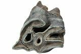 Fossil Woolly Rhino (Coelodonta) Tooth - Siberia #225594-3